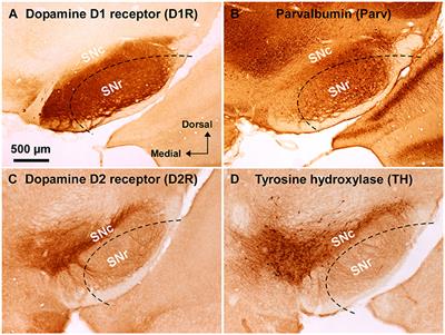 Dopamine D1 Receptor Immunoreactivity on Fine Processes of GFAP-Positive Astrocytes in the Substantia Nigra Pars Reticulata of Adult Mouse